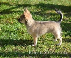 chiot chihuahua a donner