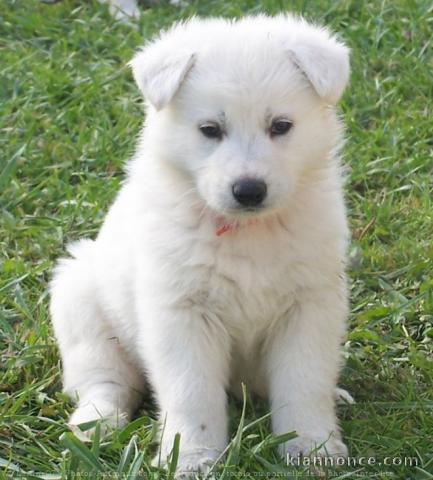 chiot berger suisse a donner