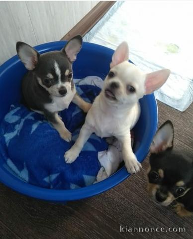 Merveilleux chiots chihuahua a donner