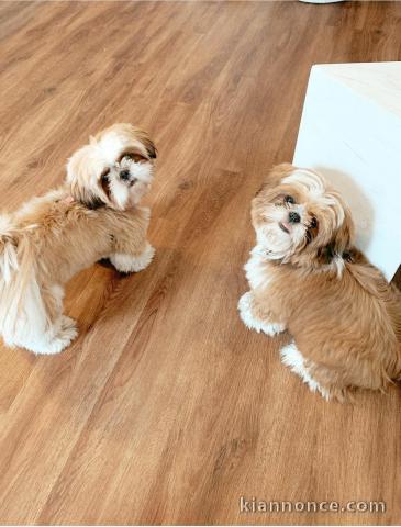 Les jolies chiots shir tzu a donner contre bons soins.