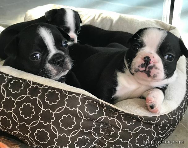 JE DONNE LES CHIOTS BOULEDOGUE CONTRE BON SOIN