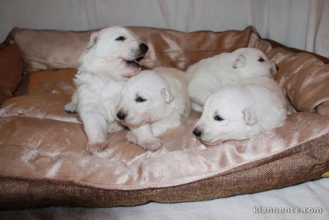 chiots le berger blanc suisse