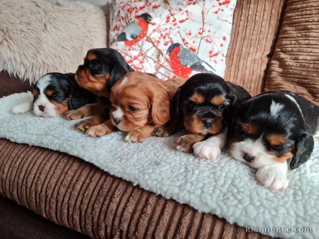 magnifiques chiots Cavalier King Charles Spaniel disponible de su