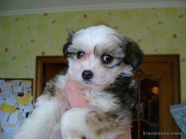 A donné chiot femelle "Powder Puff" (chien Chinois)