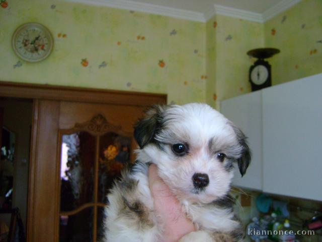 A donné chiot femelle "Powder Puff" (chien Chinois)