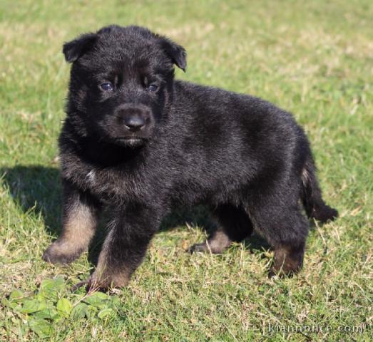 Magnifique chiot berger allemand  à donner 