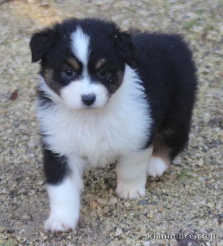 Magnifique chiot berger australien à donner 