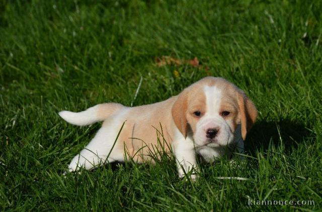 Magnifique  chiot Beagle à donner