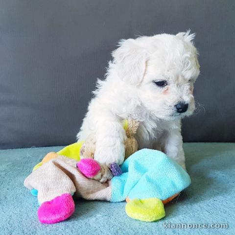 chiot bichon maltais a donner