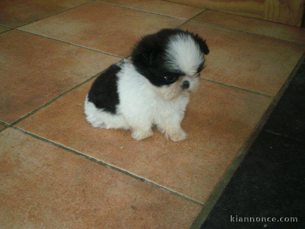 chiots shih tzu a donner