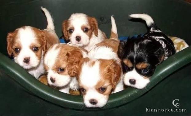 cavalier king en dons