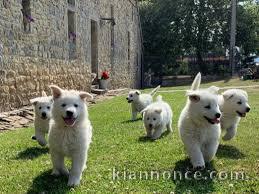 chiots berger blanc suisse a donner