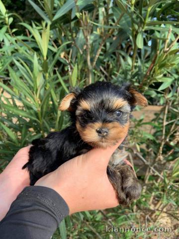 Magnifique chiot Yorkshire LOF a donner