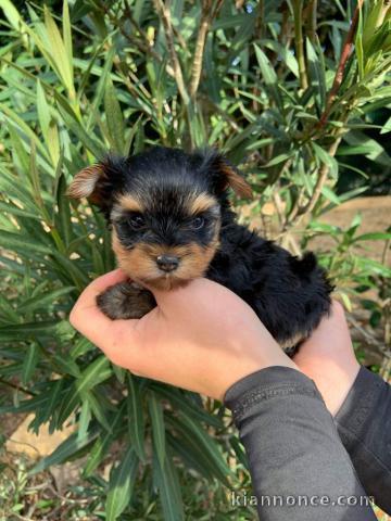 Magnifique chiot Yorkshire LOF a donner