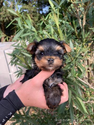 Magnifique chiot Yorkshire LOF a donner