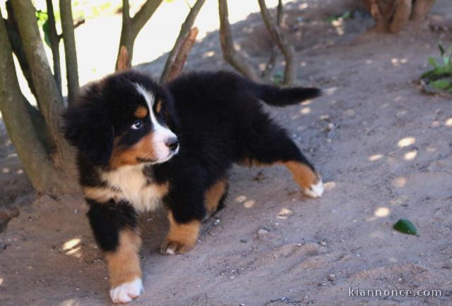 Chiot bouvier bernois  non lof cadeau noel 