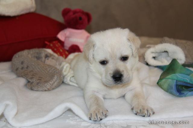 Adorables chiots labrador (type) a donner