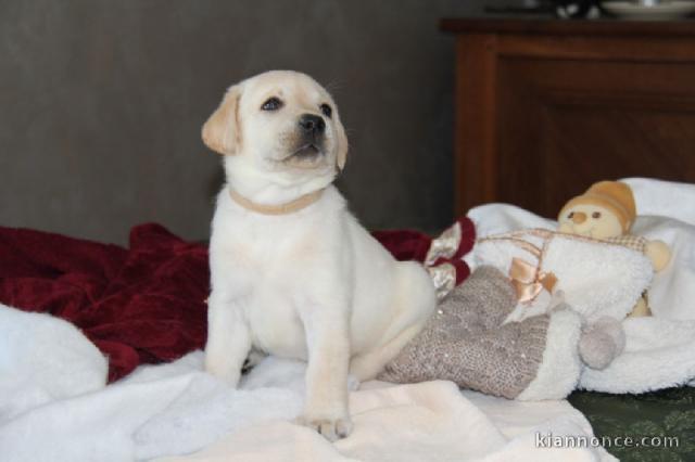 Adorables chiots labrador (type) a donner