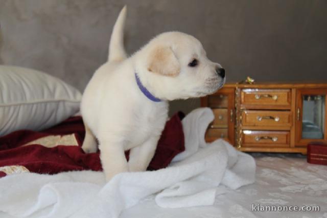 Adorables chiots labrador (type) a donner