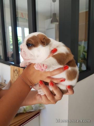 Chiot bouledogue français a donner