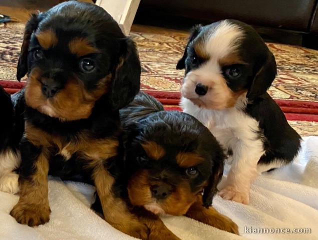 magnifiques chiots Cavalier King Charles Spaniel disponible de su