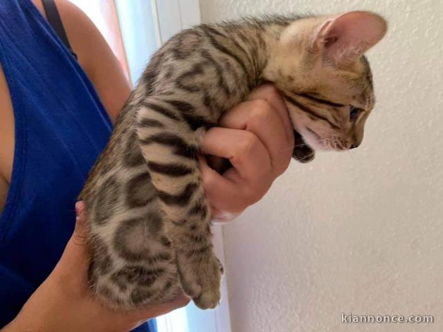 Chatons Bengal non Loof disponibles de suite