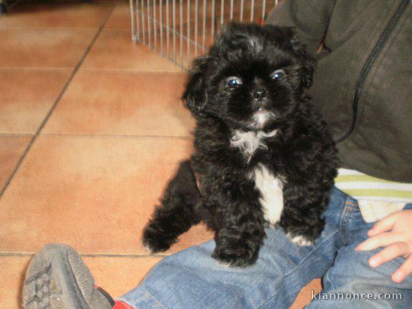 magnifique shih tzu a donner 