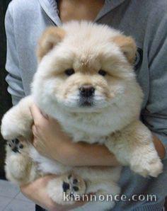 chiots chow chow pour famille