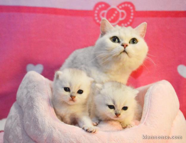 Chatons British Shorthair et Longhair