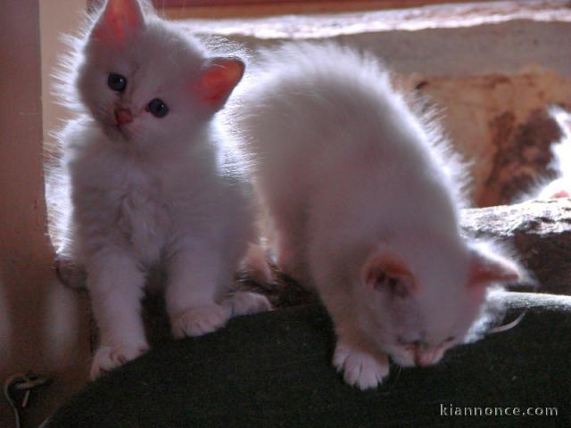 CHATONS SACRÉ DE BIRMANIE LOOF DISPONIBLE DE SUITE 