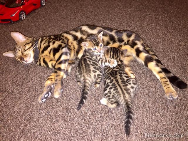 2 chatons bengal exotiques