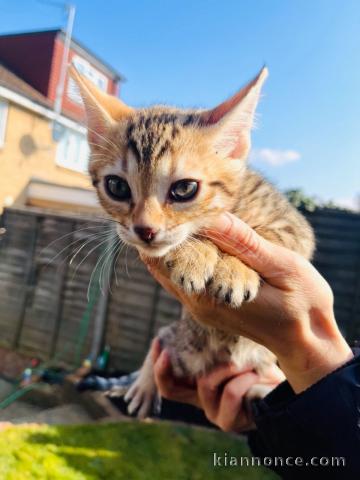 Chatons Bengal a donner 