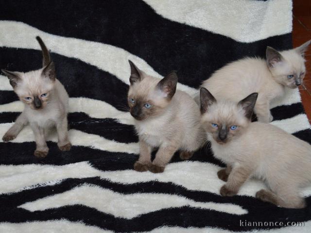 Chatons siamois, prêts pour la nouvelle maison aimante