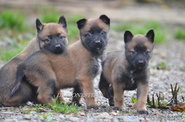 superbes chiots berger australien