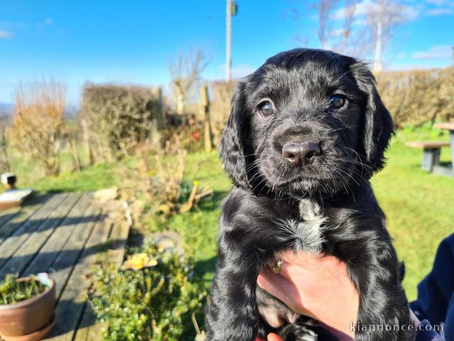 Chiots mâles Cocker Spaniel A DONNER 