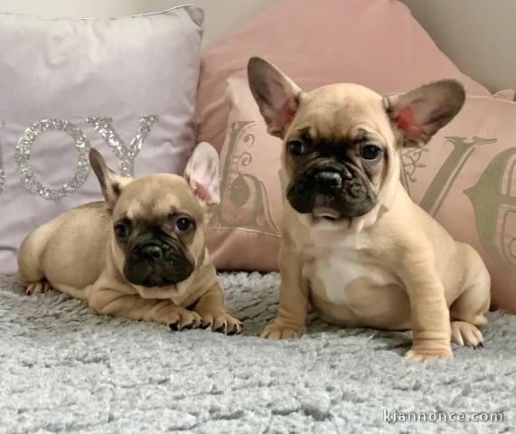  Adorables chiots bouledogue français