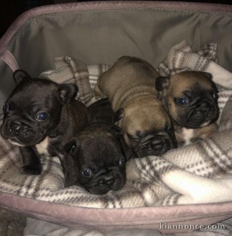  Superbes chiots de bouledogue français de Champion Lines