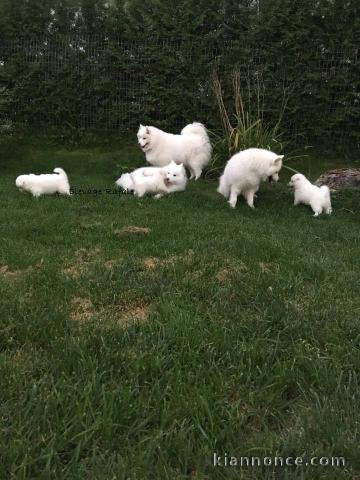 Magnifiques Chiots Samoyède Pure Race