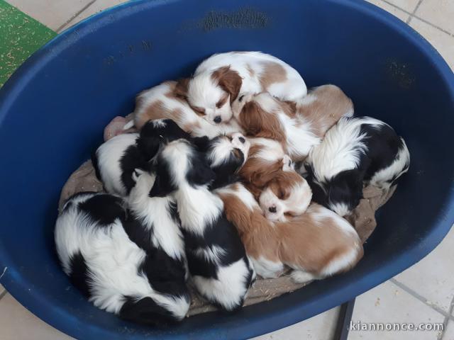  Adorables Chiots Cavalier King Charles Pure Race