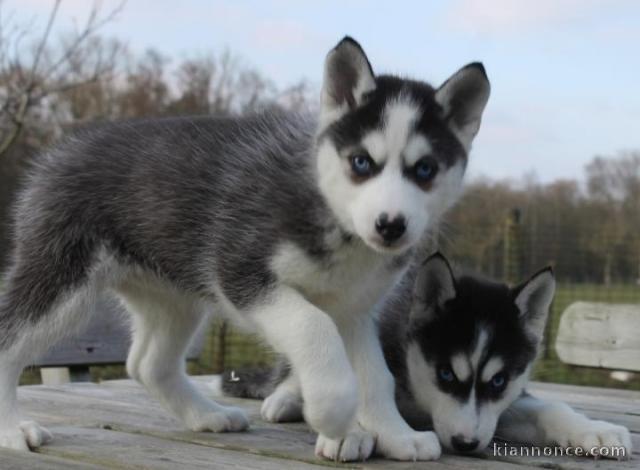 magnifique chiots husky siberien a adopter