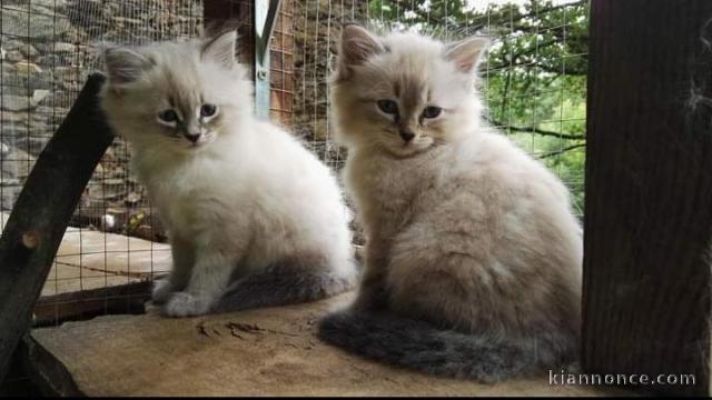 magnifique chatons  siberien a adopter