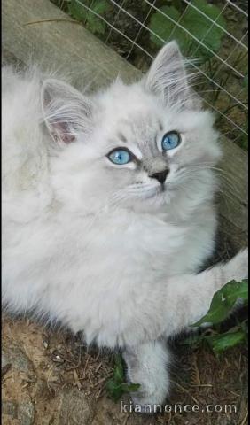 magnifique chatons  siberien a adopter