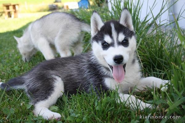 Adorable Husky sibérien 