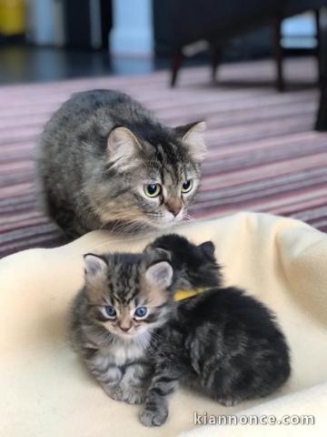 CHATONS PERSANS CHINCHILLAS LOOF