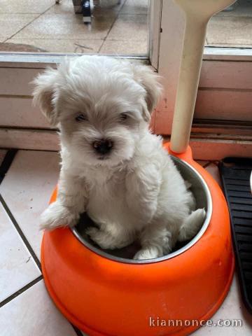 Bichon maltais a donner 