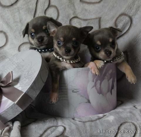 Chiots chihuahua chocolat 