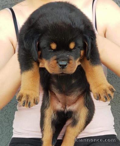 Adorable chiots rottweiler 