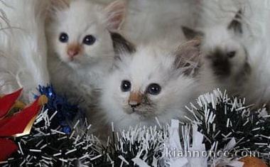 Chatons Sacré De Birmanie 