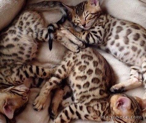 Magnifiques Chatons Bengal 