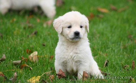 Chiot Golden retriever Femelle 